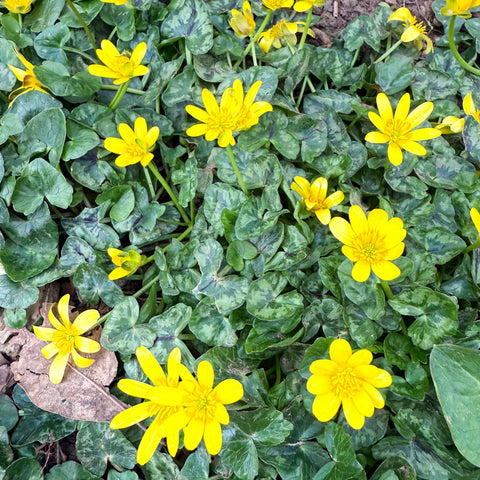 Eranthis hyemalis – Potted Winter Aconite Bulbs - Sprouts of Bristol