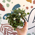 Erodium × variabile ‘Album’ - Cotswold Grown Perennial - Sprouts of Bristol