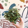Erodium × variabile ‘Album’ - Cotswold Grown Perennial - Sprouts of Bristol