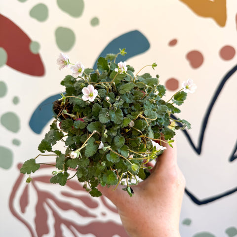 Erodium × variabile ‘Album’ - Cotswold Grown Perennial - Sprouts of Bristol