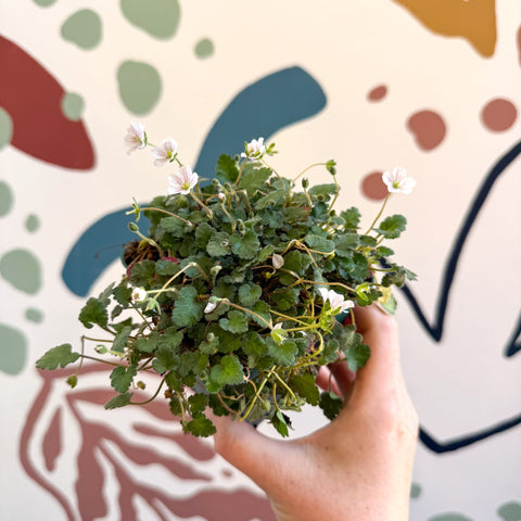 Erodium × variabile ‘Album’ - Cotswold Grown Perennial - Sprouts of Bristol