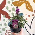 Erysimum 'Bowles's Mauve' - Wallflower - British Grown Perennial - Sprouts of Bristol