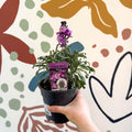 Erysimum 'Bowles's Mauve' - Wallflower - British Grown Perennial - Sprouts of Bristol