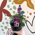 Erysimum 'Bowles's Mauve' - Wallflower - British Grown Perennial - Sprouts of Bristol