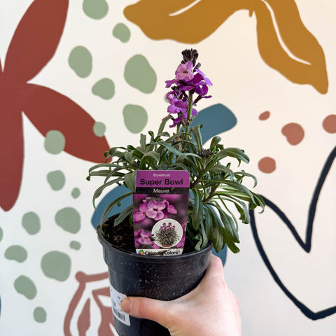 Erysimum 'Bowles's Mauve' - Wallflower - British Grown Perennial - Sprouts of Bristol