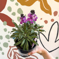 Erysimum 'Bowles's Mauve' - Wallflower - British Grown Perennial - Sprouts of Bristol