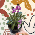 Erysimum 'Bowles's Mauve' - Wallflower - British Grown Perennial - Sprouts of Bristol
