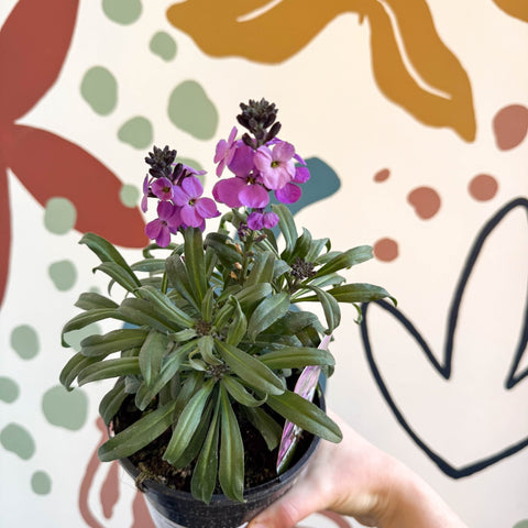 Erysimum 'Bowles's Mauve' - Wallflower - British Grown Perennial - Sprouts of Bristol