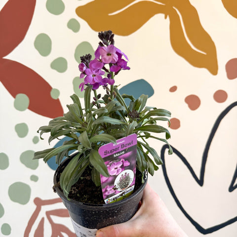 Erysimum 'Bowles's Mauve' - Wallflower - British Grown Perennial - Sprouts of Bristol