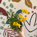 Erysimum cheiri 'Sugar Rush Garden Mix' - Wallflower - British Grown - Sprouts of Bristol