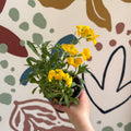 Erysimum cheiri 'Sugar Rush Garden Mix' - Wallflower - British Grown - Sprouts of Bristol