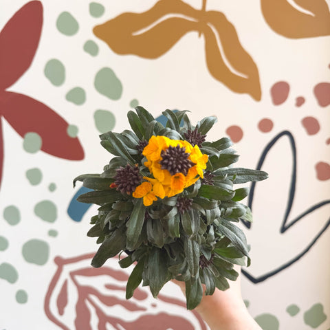 Erysimum linifolium 'Erysistible Yellow' - Yellow Wallflower - British Grown - Sprouts of Bristol