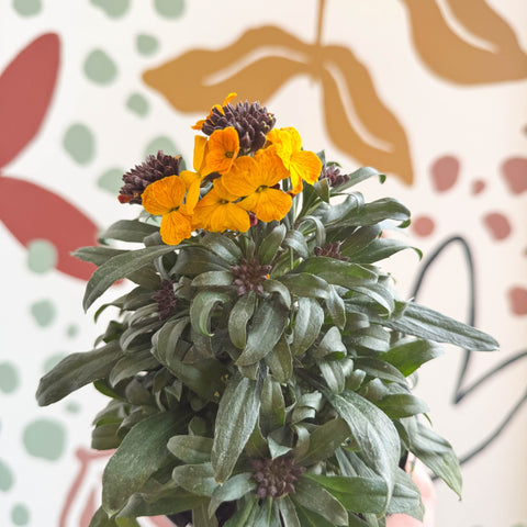 Erysimum linifolium 'Erysistible Yellow' - Yellow Wallflower - British Grown - Sprouts of Bristol