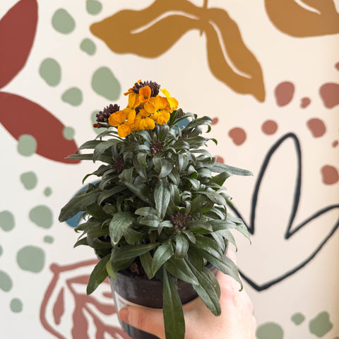 Erysimum linifolium 'Erysistible Yellow' - Yellow Wallflower - British Grown - Sprouts of Bristol