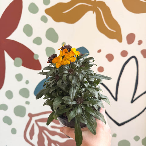 Erysimum linifolium 'Erysistible Yellow' - Yellow Wallflower - British Grown - Sprouts of Bristol