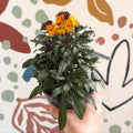 Erysimum linifolium 'Erysistible Yellow' - Yellow Wallflower - British Grown - Sprouts of Bristol