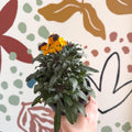 Erysimum linifolium 'Erysistible Yellow' - Yellow Wallflower - British Grown - Sprouts of Bristol
