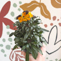Erysimum linifolium 'Erysistible Yellow' - Yellow Wallflower - British Grown - Sprouts of Bristol
