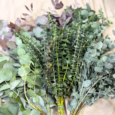 Eucalyptus Bunch – Mixed Varieties – Fresh Foliage for Christmas Wreaths, Floristry & Festive Crafting - Sprouts of Bristol