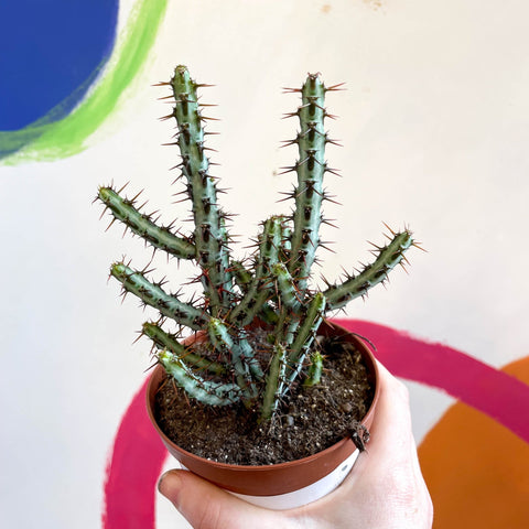 Euphorbia aeruginosa - Sprouts of Bristol