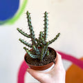Euphorbia aeruginosa - Sprouts of Bristol