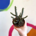 Euphorbia aeruginosa - Sprouts of Bristol