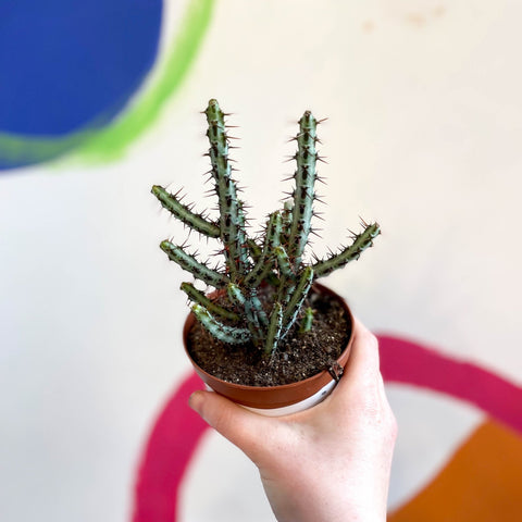 Euphorbia aeruginosa - Sprouts of Bristol