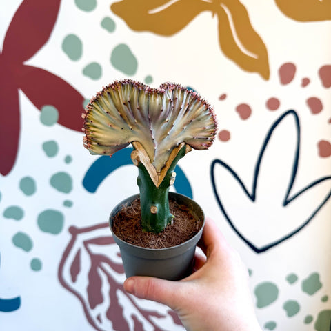 Euphorbia cristata - Coral Cactus - Sprouts of Bristol