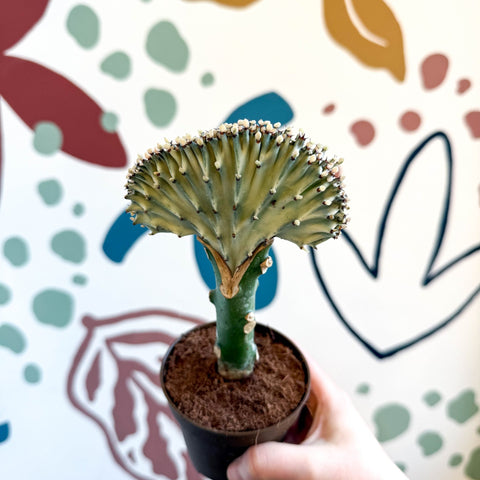 Euphorbia cristata - Coral Cactus - Sprouts of Bristol