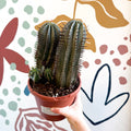 Euphorbia horrida – African Milk Barrel - Sprouts of Bristol