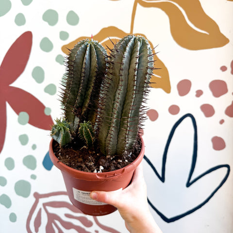 Euphorbia horrida – African Milk Barrel - Sprouts of Bristol