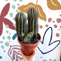Euphorbia horrida – African Milk Barrel - Sprouts of Bristol