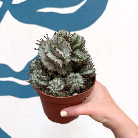 Euphorbia horrida 'Alba' – African Milk Barrel - Sprouts of Bristol