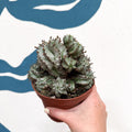 Euphorbia horrida 'Alba' – African Milk Barrel - Sprouts of Bristol