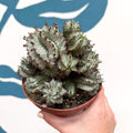 Euphorbia horrida 'Alba' – African Milk Barrel - Sprouts of Bristol
