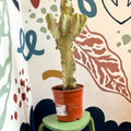 Euphorbia ingens 'Marmorata' - Marbled Candelabra Tree - Sprouts of Bristol
