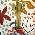 Euphorbia ingens 'Marmorata' - Marbled Candelabra Tree - Sprouts of Bristol