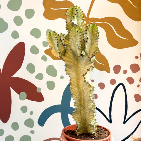 Euphorbia ingens 'Marmorata' - Marbled Candelabra Tree - Sprouts of Bristol