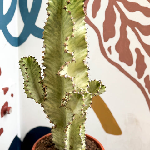 Euphorbia ingens 'Marmorata' - Marbled Candelabra Tree - Sprouts of Bristol