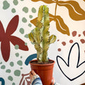Euphorbia ingens 'Marmorata' - Marbled Candelabra Tree - Sprouts of Bristol
