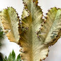 Euphorbia ingens 'Marmorata' - Marbled Candelabra Tree - Sprouts of Bristol