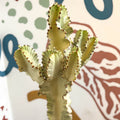 Euphorbia ingens 'Marmorata' - Marbled Candelabra Tree - Sprouts of Bristol