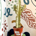 Euphorbia ingens 'Marmorata' - Marbled Candelabra Tree - Sprouts of Bristol