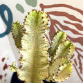 Euphorbia ingens 'Marmorata' - Marbled Candelabra Tree - Sprouts of Bristol
