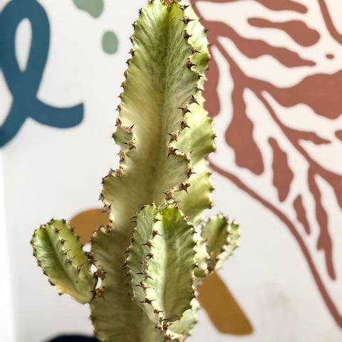 Euphorbia ingens 'Marmorata' - Marbled Candelabra Tree - Sprouts of Bristol