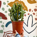 Euphorbia lactea – Mottled Spurge / Dragon Bones Tree - Sprouts of Bristol