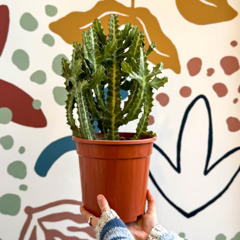Euphorbia lactea – Mottled Spurge / Dragon Bones Tree - Sprouts of Bristol