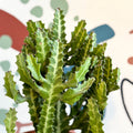 Euphorbia lactea – Mottled Spurge / Dragon Bones Tree - Sprouts of Bristol