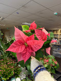Euphorbia pulcherrima 'Pink' - Poinsettia - British Grown - Sprouts of Bristol