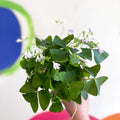 False Shamrock - Oxalis triangularis - Sprouts of Bristol